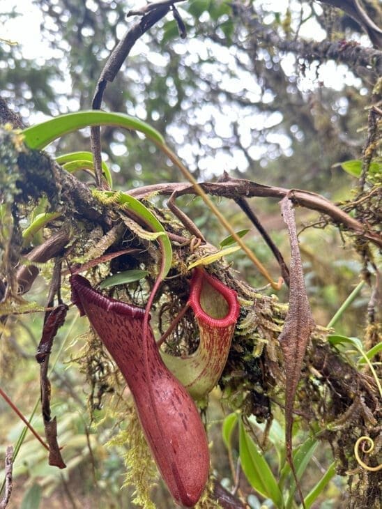 Close-up of a pitcher plant in Mt. Madjaas, showcasing the mountain’s rich biodiversity and the wild, healing beauty of untouched nature.