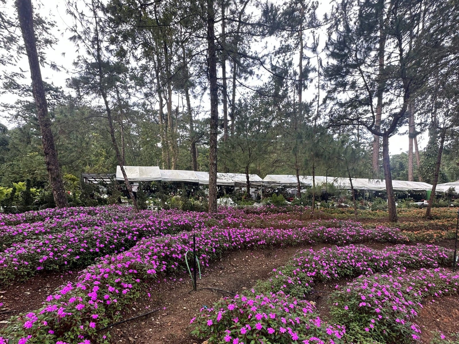 flowers in Baguio Botanical Garden surrounded by greenery and shaded pathways